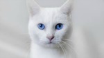 whitecat's Avatar